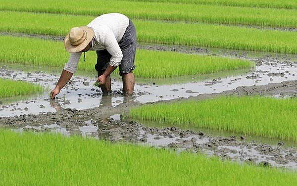 کود کشاورزی برنج