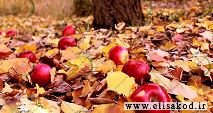 فروش انواع کود پاییزه در تبریز