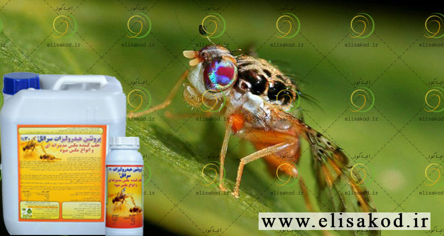 پروتئین هیدرولیزات بایوسبو یا سراتل و فروش عمده آن در سراسر کشور