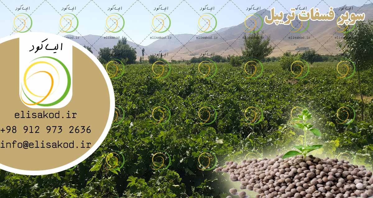 کود سوپر فسفات تریپل | تقویت و افزایش باردهی با فسفر خالص